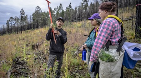 Volunteers help seedlings take root as New Mexico attempts to recover from historic wildfire