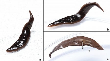 New Predatory Flatworm Invades Southern U.S.