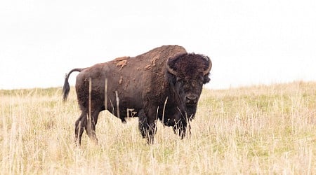 Un filtro de Instagram para que los turistas no se acerquen demasiado a los bisontes: la solución de Yellowstone a visitantes molestos