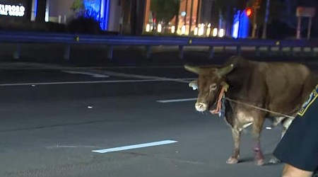 Last of eight escaped bulls captured in Massachusetts