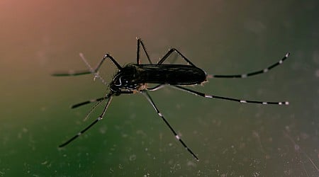 Hemp and CBD Extract Shows Promise at Mosquito Insecticide