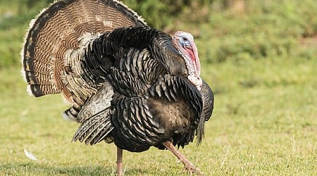 Minnesota Fall Turkey Hunting Season Begins This Weekend