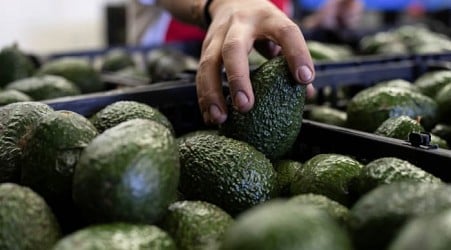 US to hand over pest inspections of Mexican avocados to Mexico and California growers aren't happy