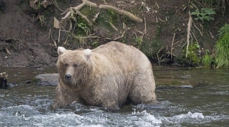 The chunkiest of chunks face off in Alaska's Fat Bear Week