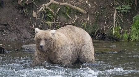 Emotional Favorite Bids for Alaska's Fat Bear Glory