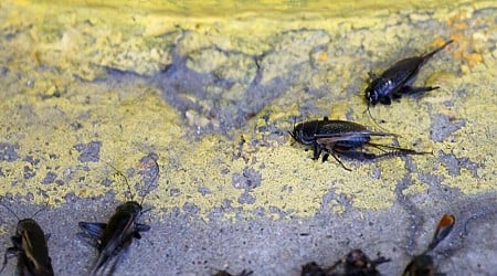 Black cricket sightings in North Texas jump. Here’s what you need to know.