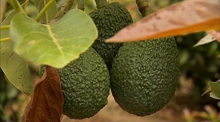 US to hand over pest inspections of Mexican avocados to Mexico and California growers aren't happy