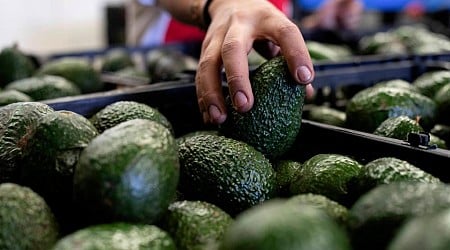 US to hand over pest inspections of Mexican avocados to Mexico and California growers aren’t happy