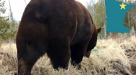 Huge Bears Captured On Camera At Voyageurs National Park