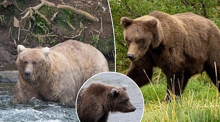 Alaska's chunkiest cubs face off in annual Fat Bear contest