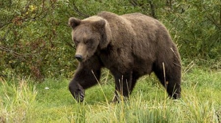 Alaska national park's celebration of fat bear week is underway