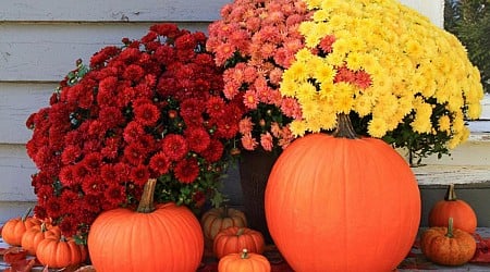 Are You Watering Your Mums the Wrong Way in Minnesota?