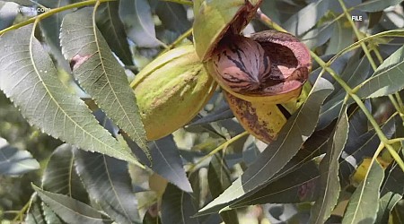 Central Georgia farmers prepare crops ahead of storm damage