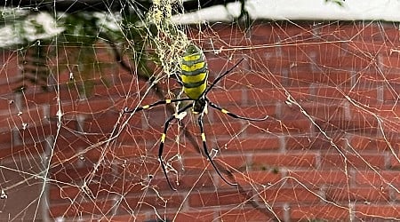 Giant flying Joro spider spotted in Massachusetts for the first time