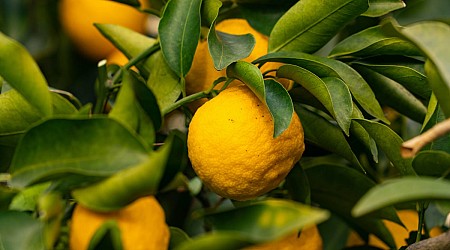 You Should Prepare Your Citrus Trees Now for Winter