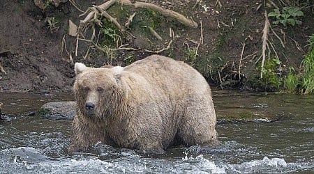 The chunkiest of chunks face off in Alaska's Fat Bear Week