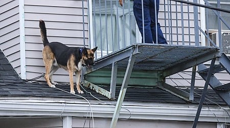 Dog rescued from Revere roof