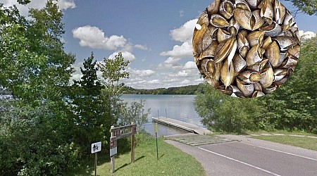 Another Minnesota Lake Infested With Zebra Mussels