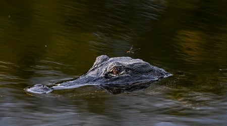 Alligators Swim Through Streets as Hurricane Helene Hits Florida