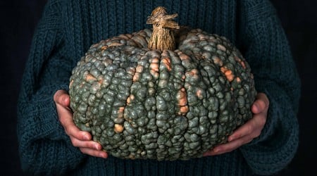 Why Do Some Pumpkins Have Warts?