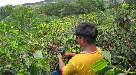 La peor sequía en 70 años ha hecho que el precio del café colombiano no haya dejado de subir. 2025 no pinta mejor