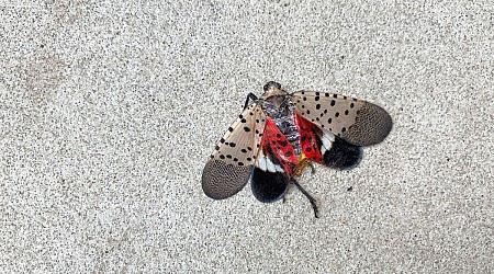 Why Are There Fewer Spotted Lanternflies in New York City?