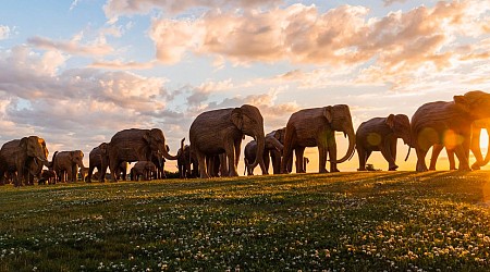 Herd of (Sculptural) Elephants Overtake the Streets of New York City