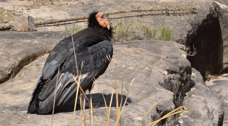 4 endangered California condors will be released into the wild