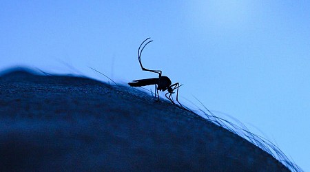 Climate crisis is helping spread deadly mosquito viruses in the US