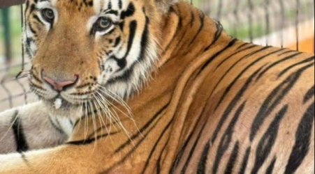 Tiger escapes Mexico zoo near Texas border; animal considered dangerous and at large