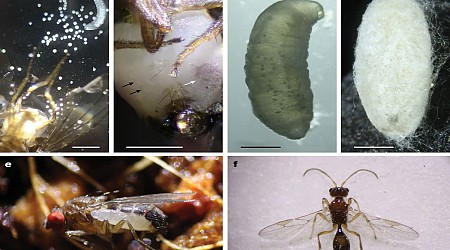 Sinister Parasitic Wasp Turns Adult Fruit Flies Into Living Incubators