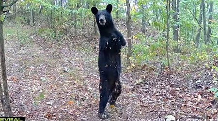 Two-Legged Bear Caught on Trail Camera