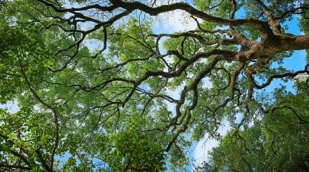 Diagnosing oak wilt with the naked eye