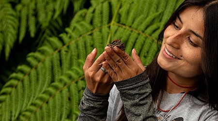 How Could Tetrodotoxins From Frogs In Ecuador Help Treat Pain?