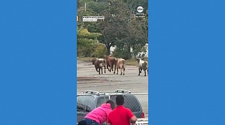 WATCH: Bulls escape from rodeo in Massachusetts