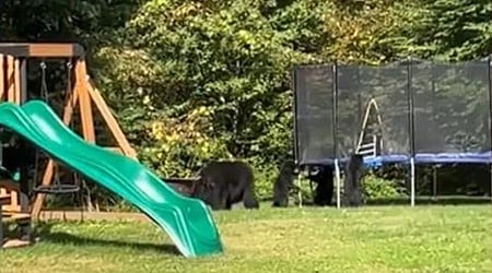 WATCH: Bear cubs spotted playing on trampoline