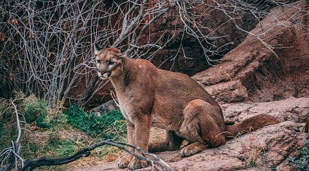 If Colorado voters ban mountain lion hunting, would the feline's population explode or stabilize on its own?