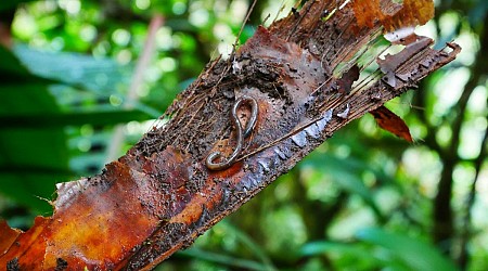 Earthworms that do not live in the ground discovered in Martinique