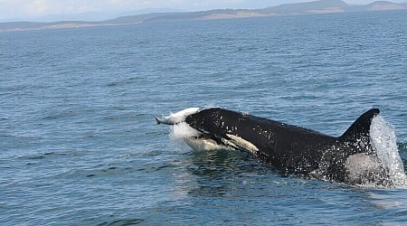 Scientists unearth key clues to cuisine of resident killer whale populations