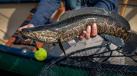 Officials urge people to kill and eat highly invasive fish devastating ecosystems: 'They taste good'