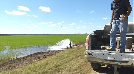 Louisiana farmers balance rice and crawfish during year-round farming cycle