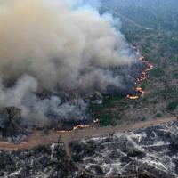 Amazon forest loses area the size of Germany and France