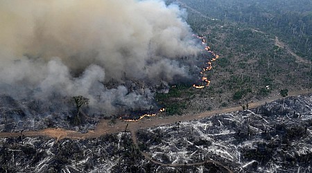 Amazon Forest Has Lost Area The Size Of Germany, France To Deforestation