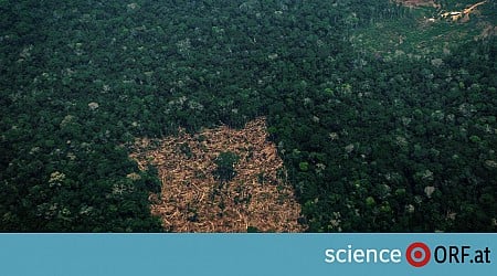 Amazonas-Regenwald drastisch geschrumpft