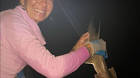 Newly Discovered Hammerhead Shark Named After Philanthropist