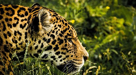 Risk to jaguar habitat illuminates additional costs of drug war