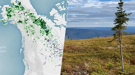 Los bosques se mudan al norte: un estudio liderado por la NASA ha observado cómo los árboles se apoderan de la tundra