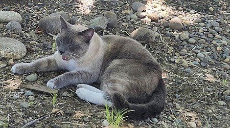 A lost cat's mysterious 2-month, 900-mile journey home to California