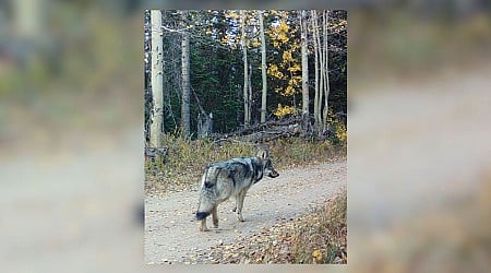 CPW working to capture wolf pup believed to be 5th pup from captured Copper Creek pack