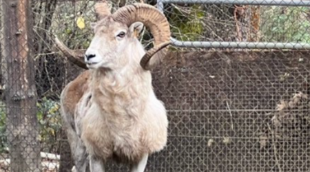 81-year-old man sentenced to prison for cloning giant "Montana Mountain King" sheep for captive trophy hunting